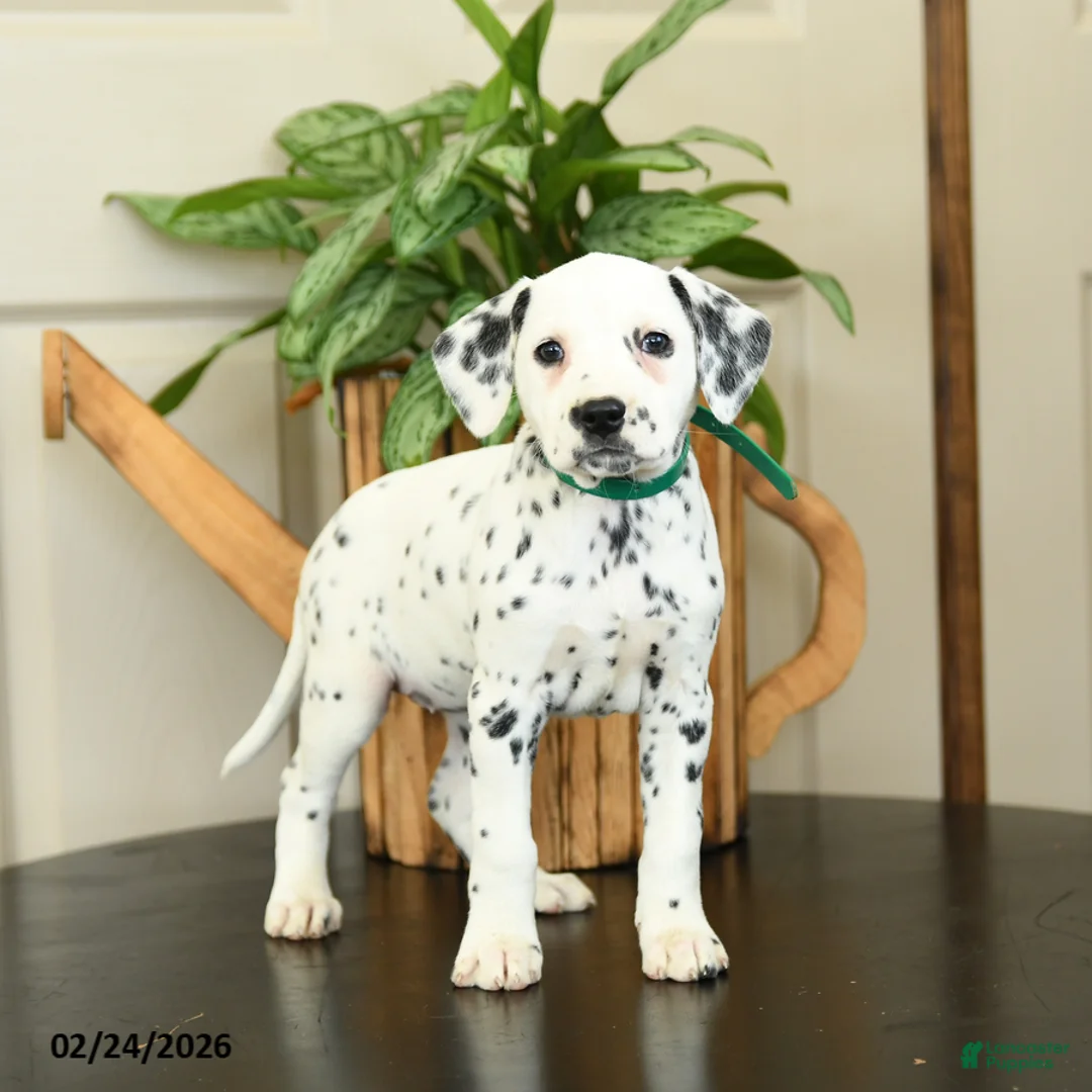 Dalmatian dogs for sale: Kathy - Ad 1