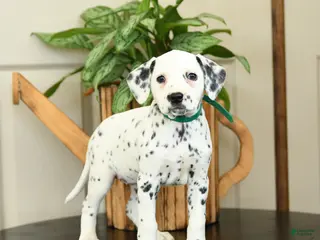 Dalmatian dogs for sale: Kathy - Ad 4