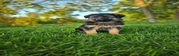 German Shepherd dogs for sale: Abby - Ad 7