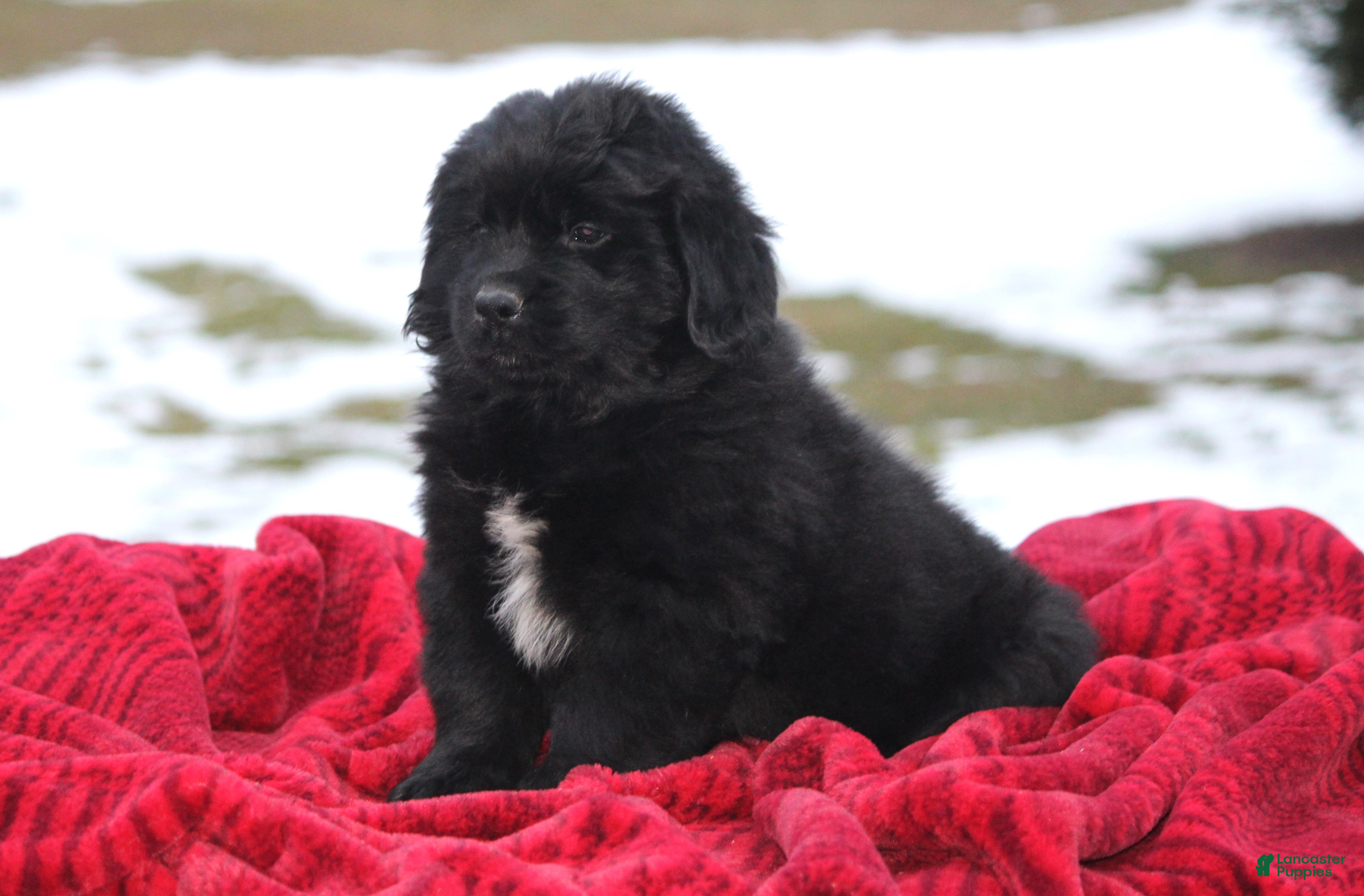 Newfoundland dogs Indi - Ad 9