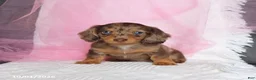 Miniature Dachshund dogs for sale: Twila - Ad 5