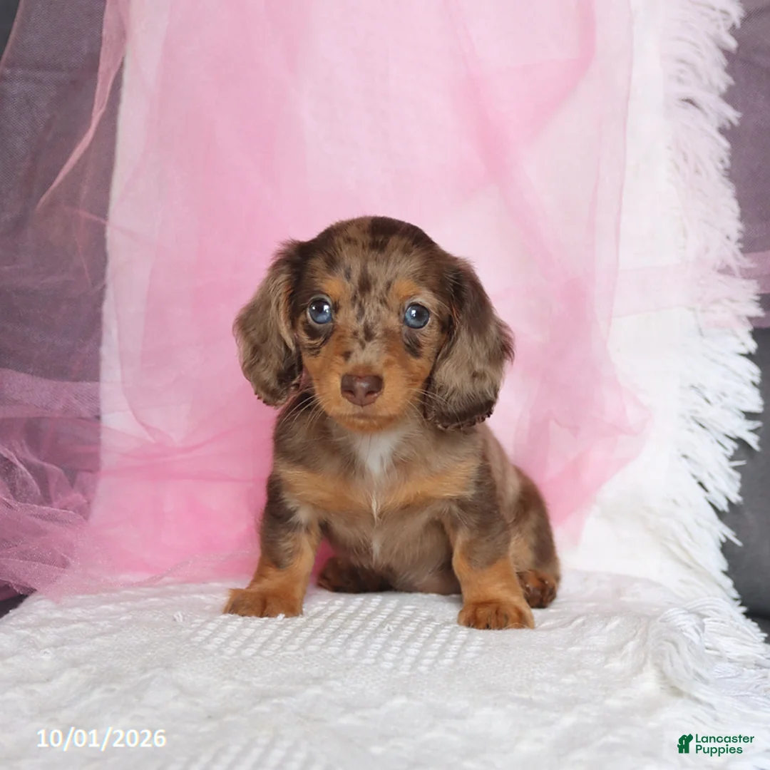 Miniature Dachshund dogs for sale: Twila - Ad 5