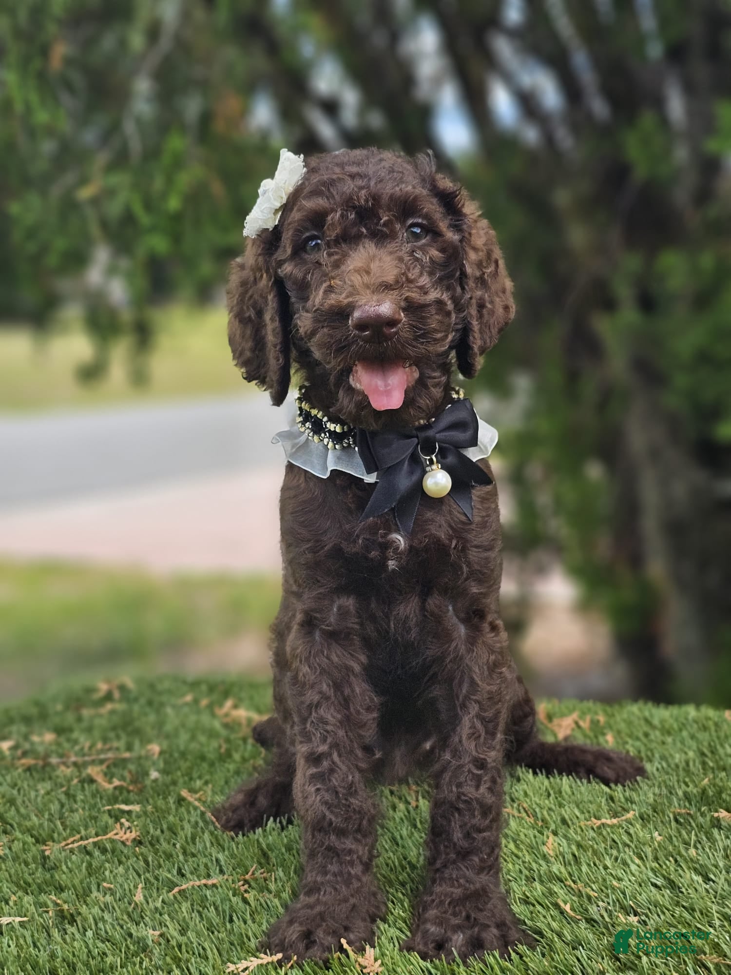 Goldendoodle dogs Miss Cocoa Chanel - Ad 1