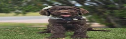 Goldendoodle dogs for sale: Miss Cocoa Chanel - Ad 1
