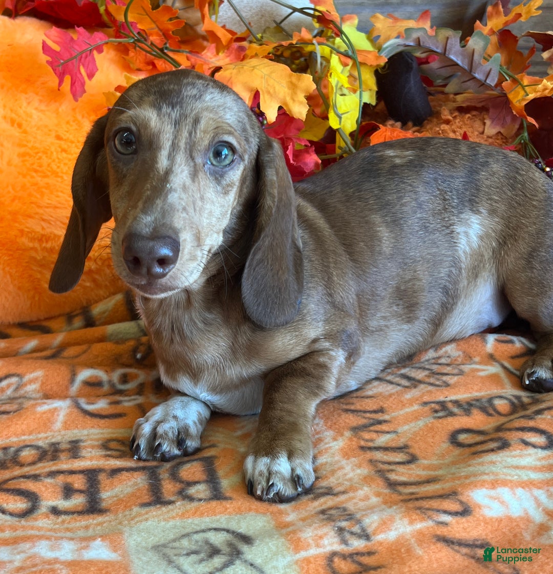 Dachshund dogs for sale: Tanner - Ad 1
