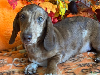 Dachshund dogs Tanner - Ad 2