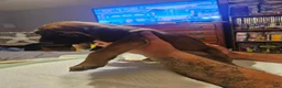 English Mastiff dogs for sale: English Mastiff 1 - Ad 2