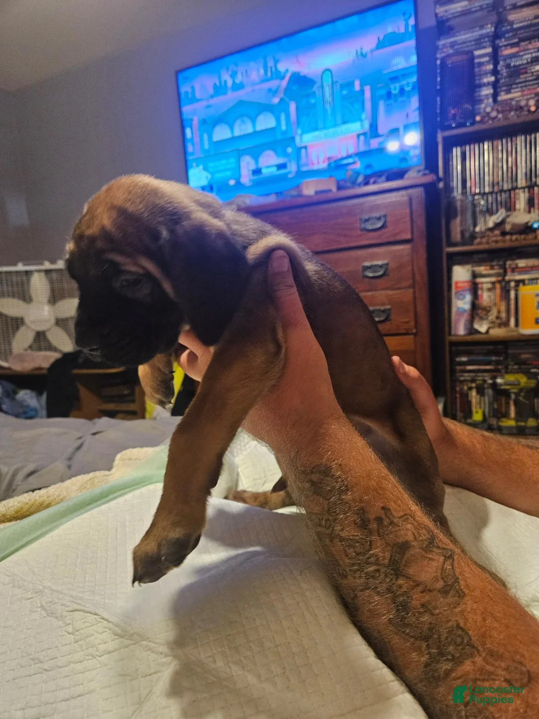English Mastiff dogs for sale: English Mastiff 1 - Ad 2