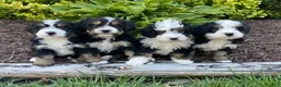 Mini Bernedoodle dogs for sale: Wesley- smallest in litter - Ad 6