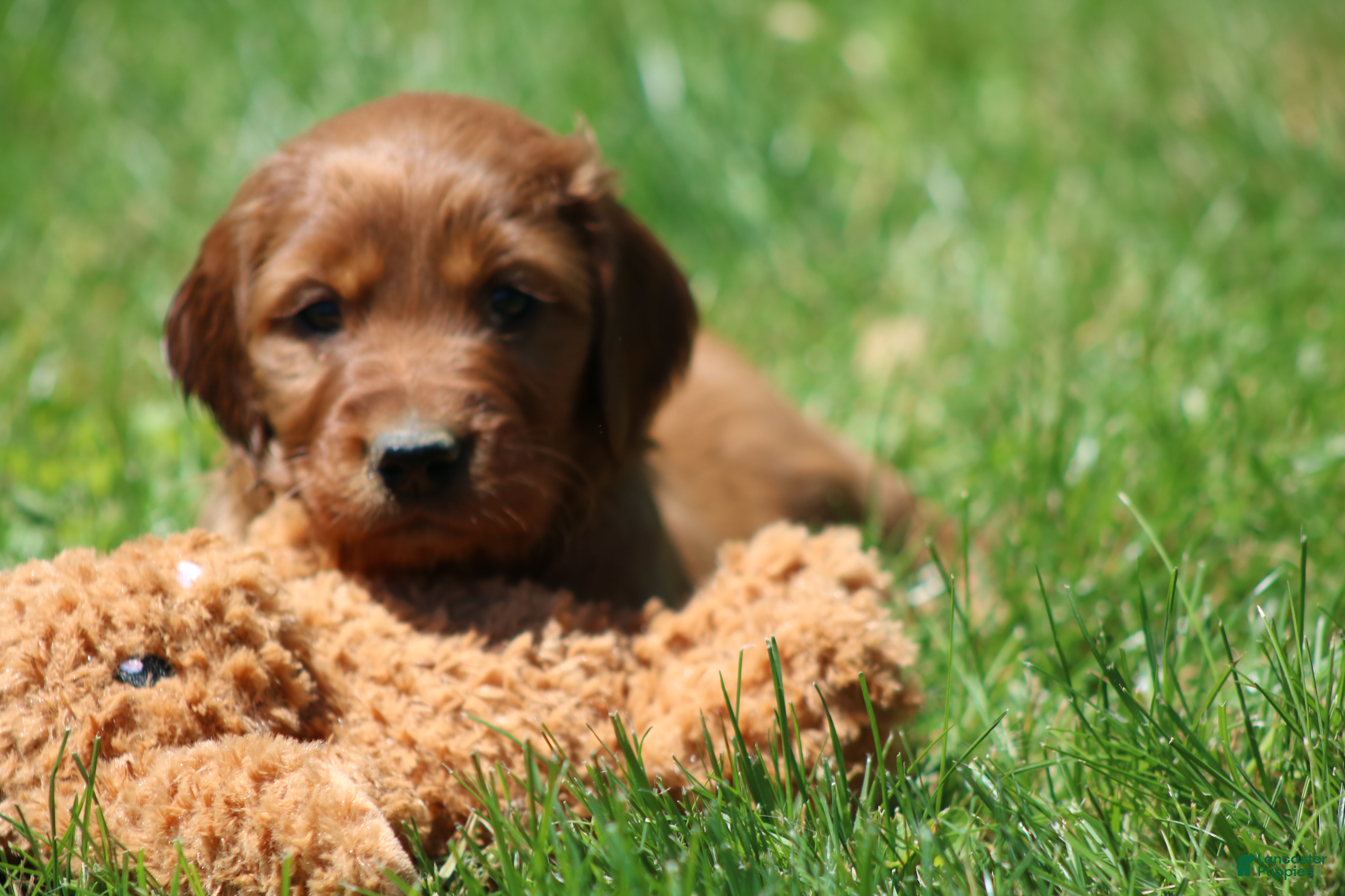 Irish Setter dogs for sale: Ivy - Ad 6