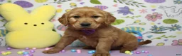 Golden Retriever dogs for sale: Shadow  - Ad 5