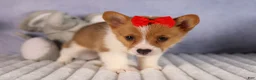 Welsh Corgi Pembroke dogs for sale:  Brusier 🐶 - Ad 11