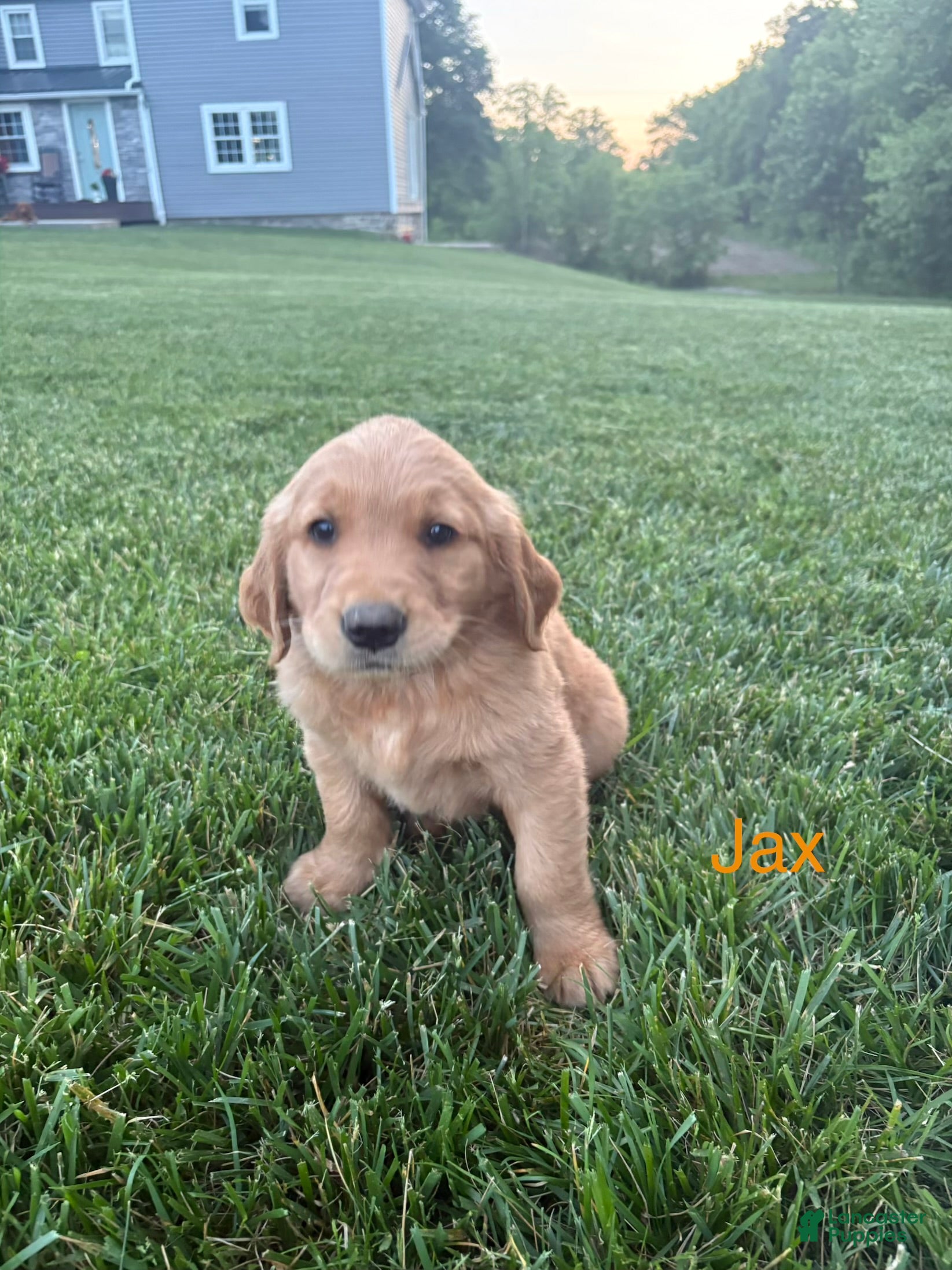 Golden Retriever dogs for sale: Jax - Ad 1