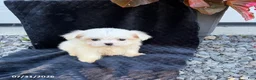 Maltese dogs for sale: Angela - Ad 1