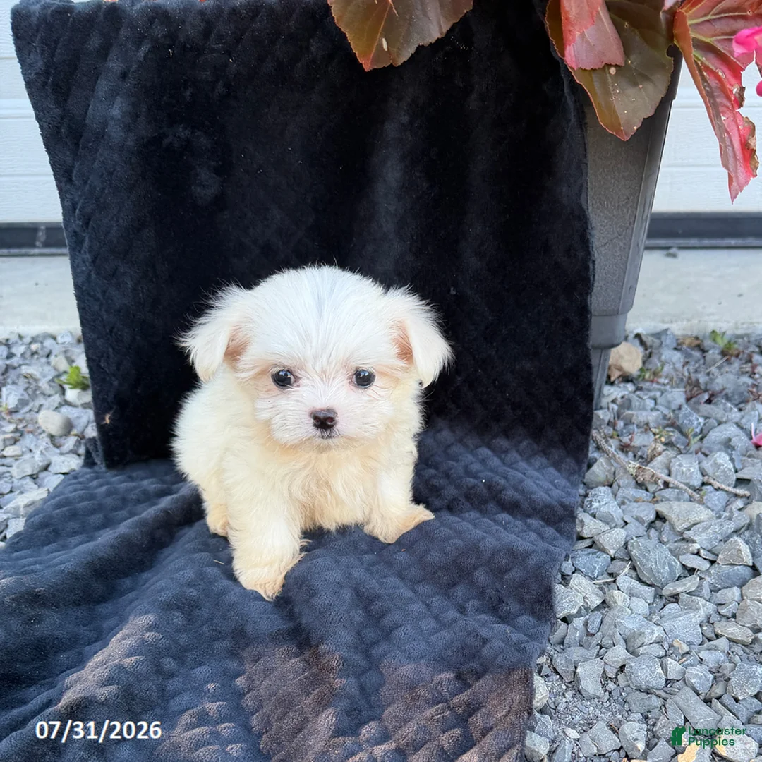 Maltese dogs for sale: Angela - Ad 1