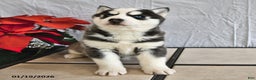 Siberian Husky dogs for sale: Ranger - Ad 1