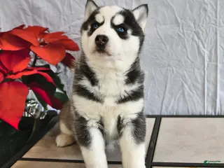 Siberian Husky dogs Ranger - Ad 11