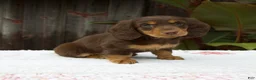 Miniature Dachshund dogs for sale: Ava - Ad 4