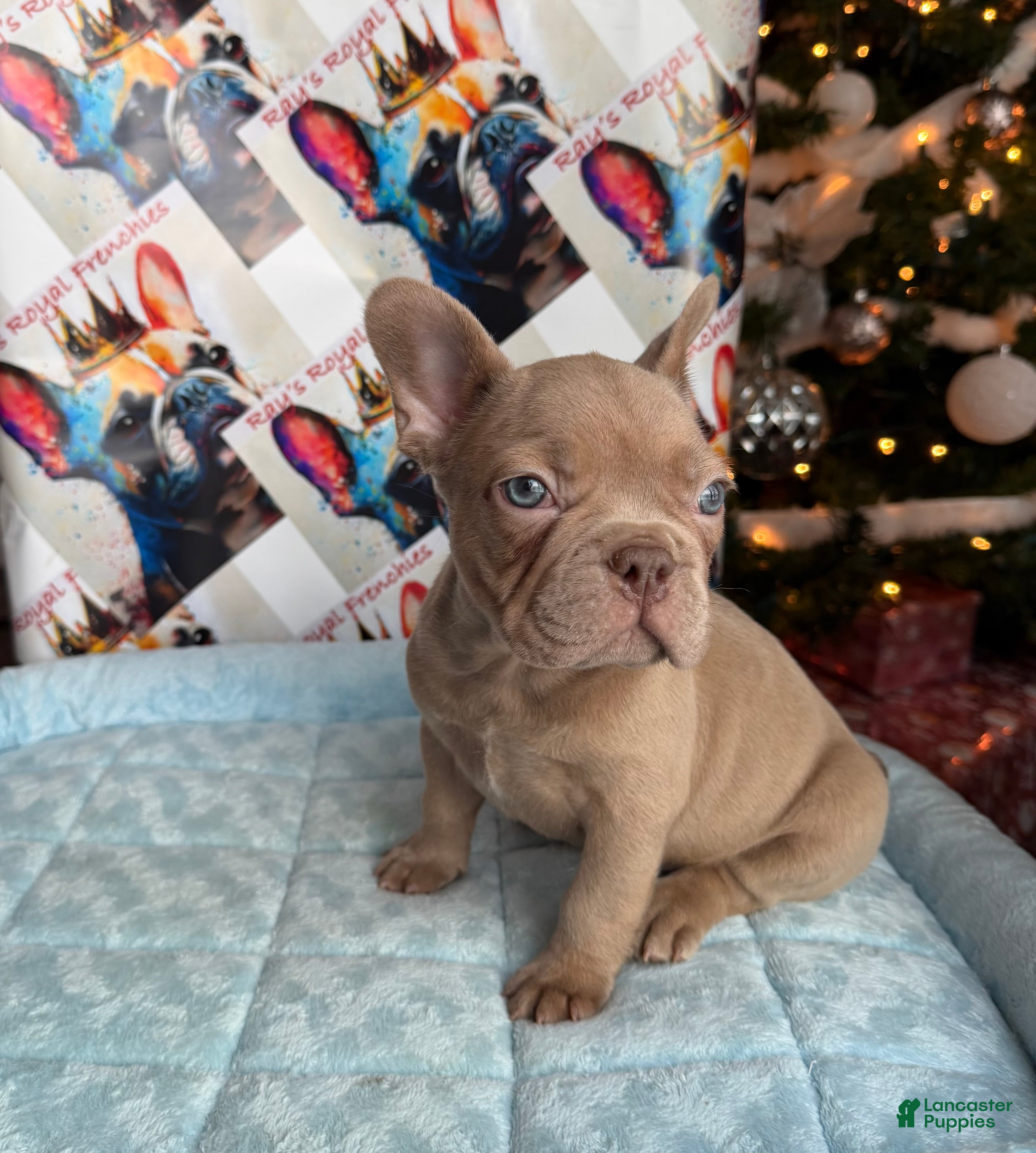 French Bulldog dogs Raphael - Ad 5