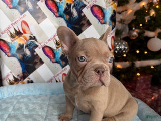 French Bulldog dogs Raphael - Ad 35