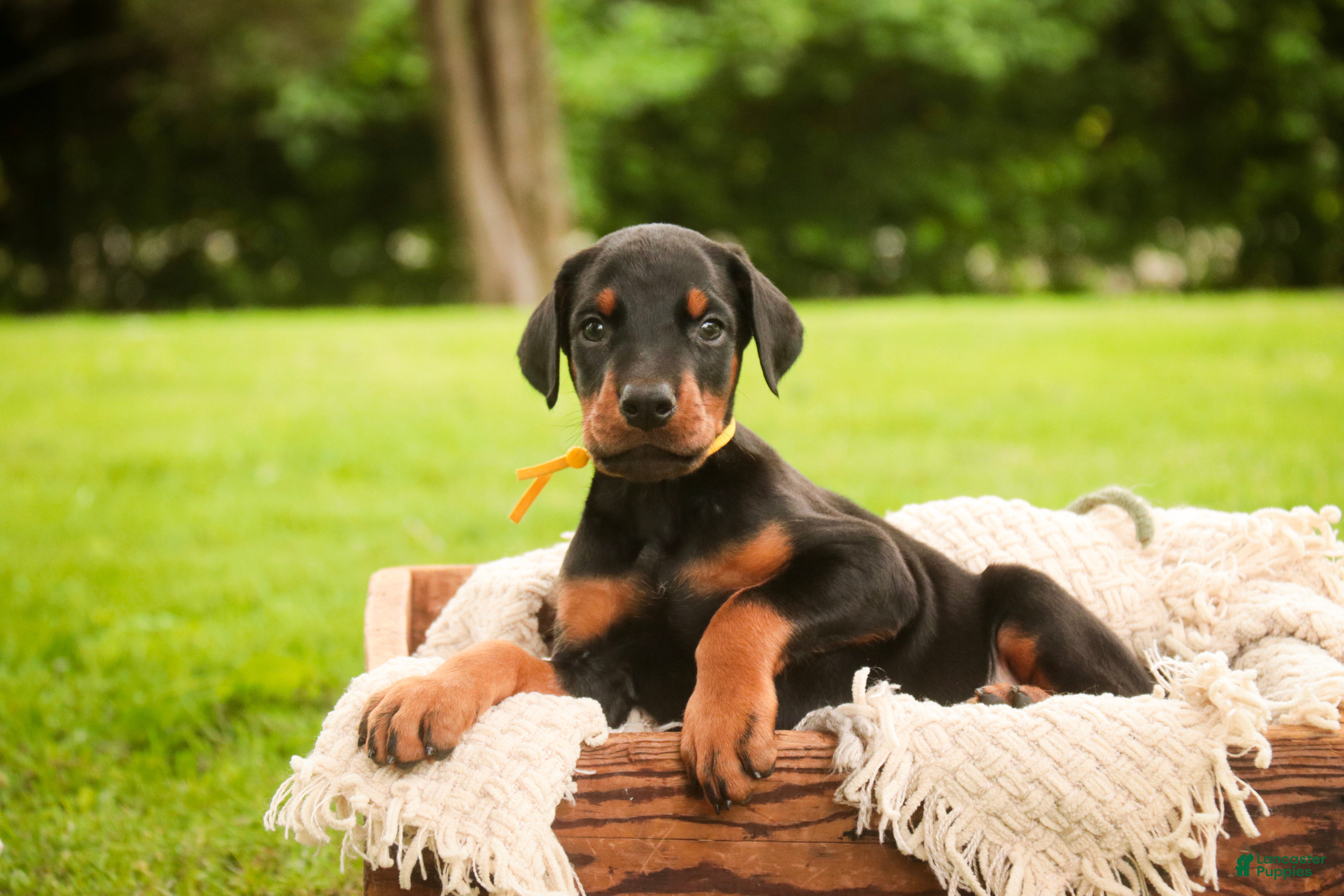Doberman Pinscher dogs Leopold - Ad 2