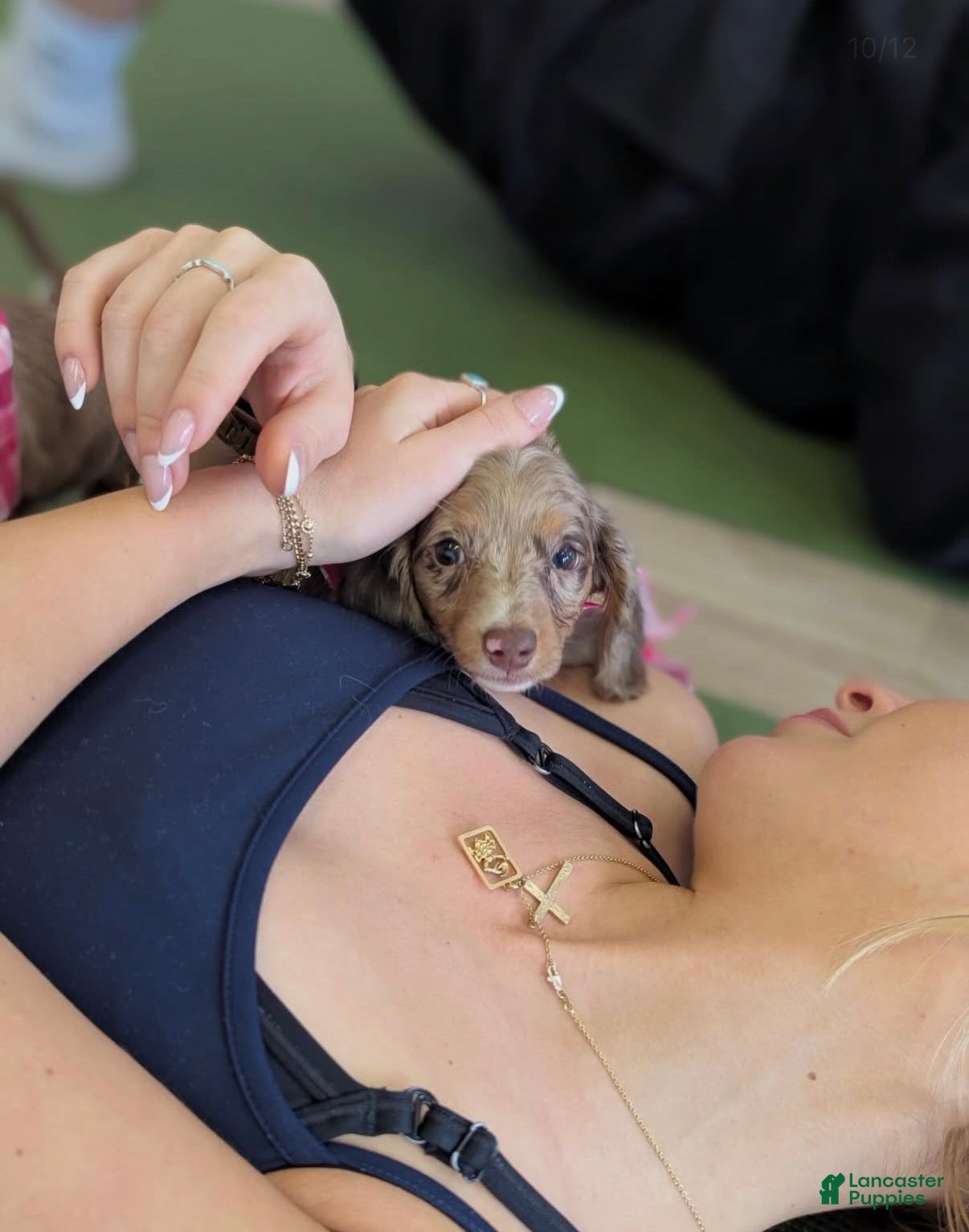 Miniature Dachshund dogs Tina - Ad 1