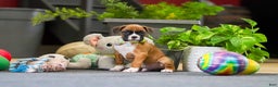 Boxer dogs for sale: Maxl - Ad 8