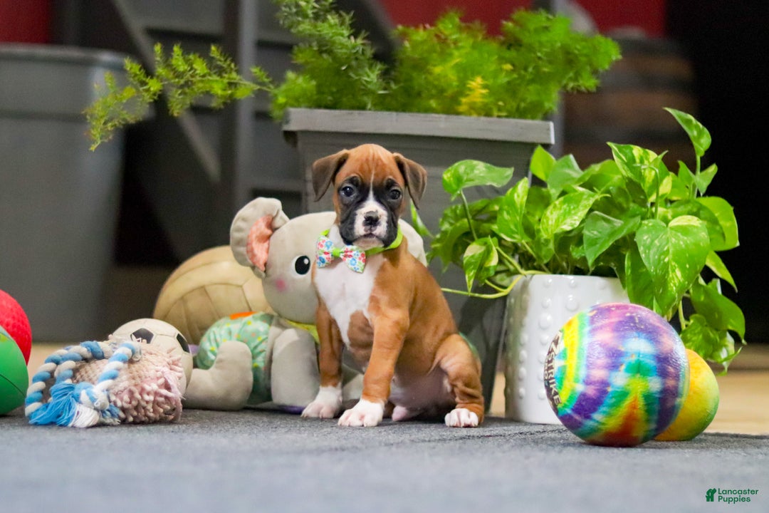 Boxer dogs for sale: Maxl - Ad 8