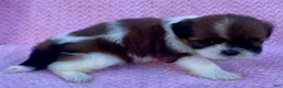 Shih Tzu dogs for sale: Betty  - Ad 3