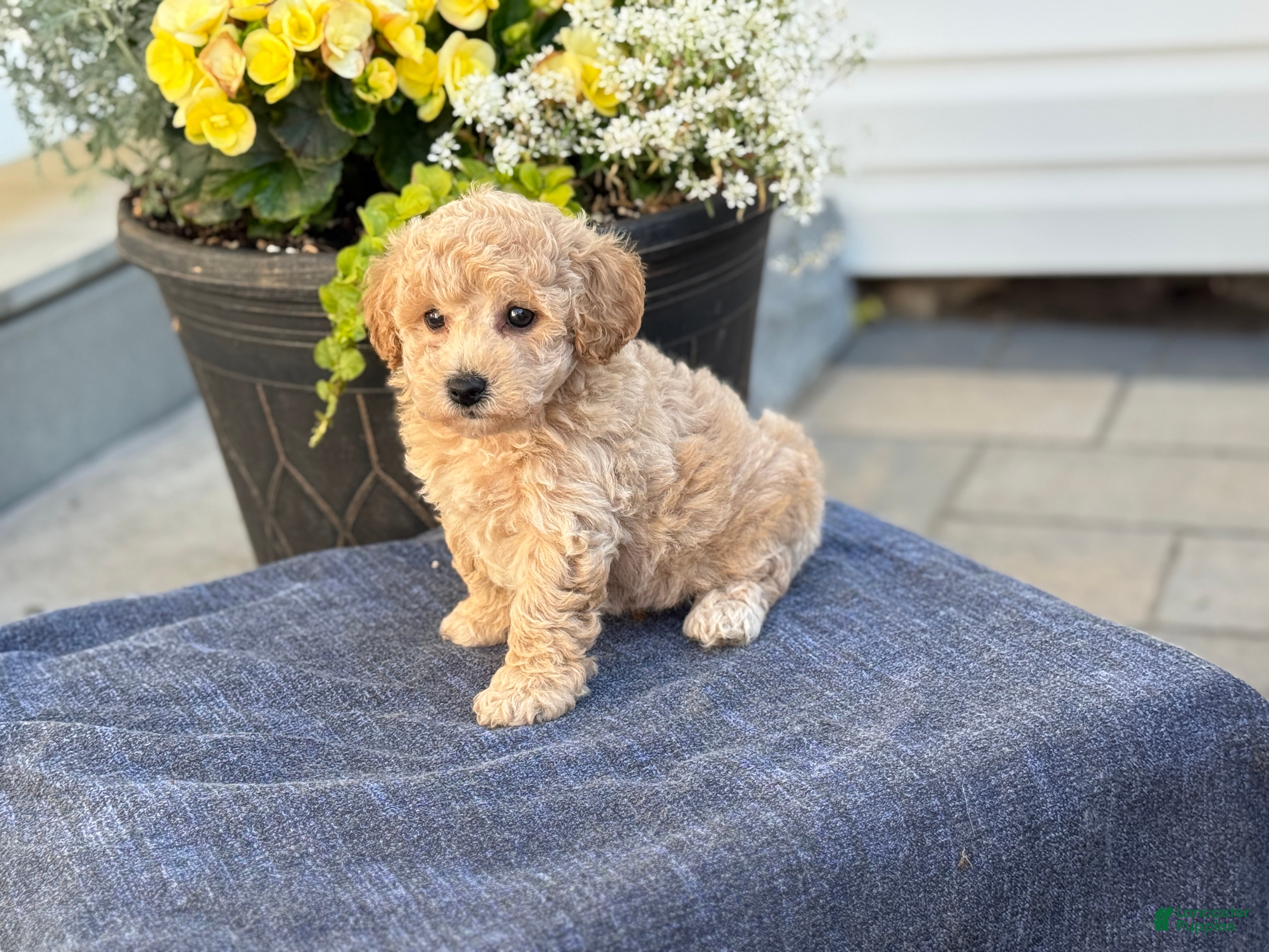 Bichpoo dogs for sale: Finn - Ad 2