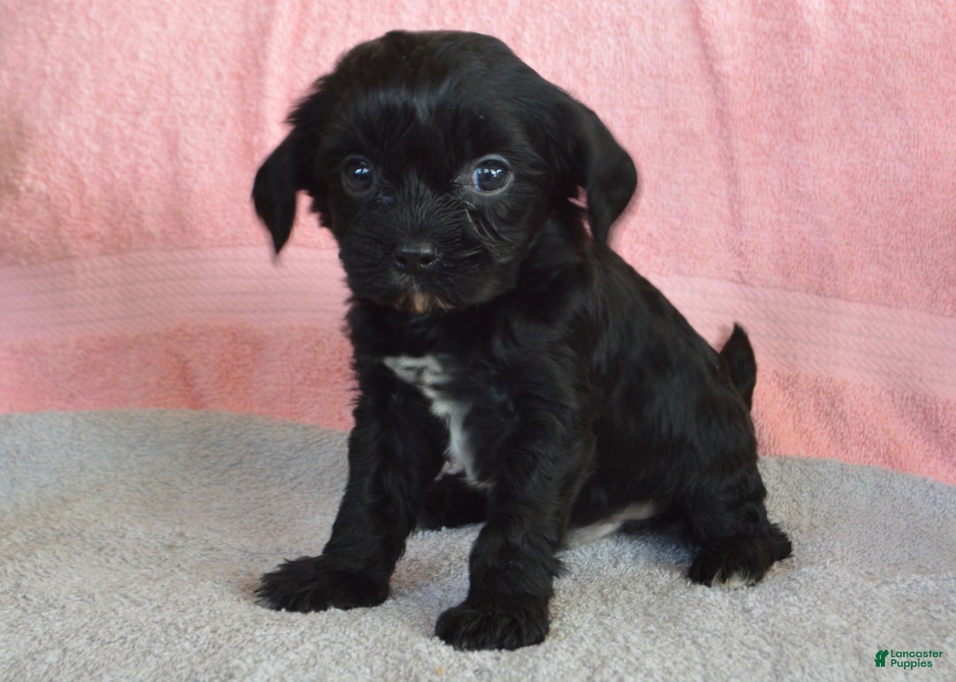 Yorkiepoo dogs for sale: Elvis - Ad 1