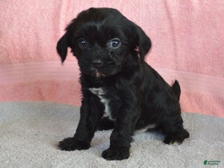 Yorkiepoo dogs Elvis - Ad 4