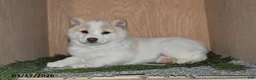 Shiba Inu dogs for sale: Heidi - Ad 4