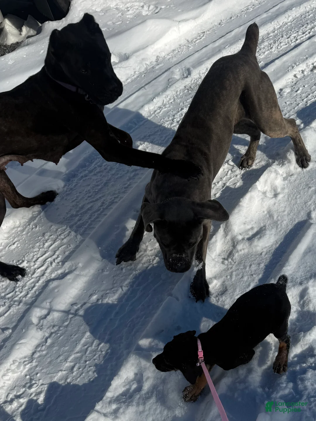 Mixed Breed dogs for sale: Pink - Ad 3