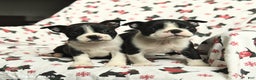 Boston Terrier dogs for sale: Jordan - Ad 5