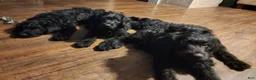 Labradoodle dogs for sale: Labradoodle dark purple collar - Ad 2