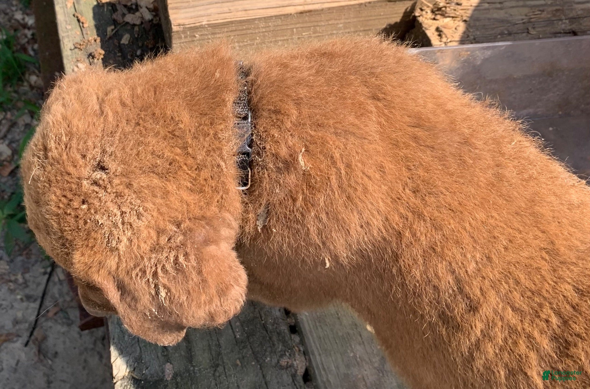 Chesapeake Bay Retriever dogs Chesapeake Bay Retriever 2 - Ad 5