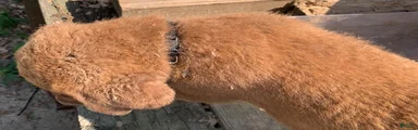 Chesapeake Bay Retriever 2