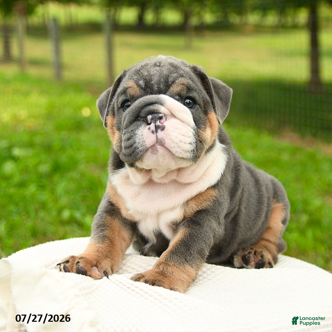 English Bulldog dogs Mr Blue - Ad 1