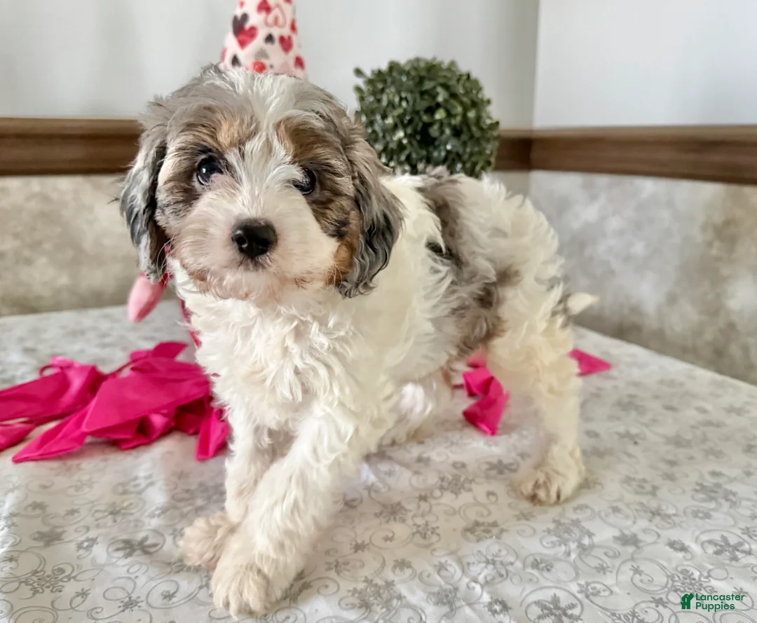 Cavapoo dogs for sale: Chase  - Ad 3