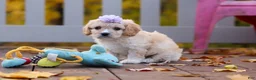 Cavachon dogs for sale: Rosie - Ad 5