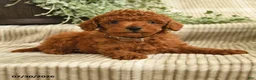 Miniature Poodle dogs for sale: Quinn - Ad 4