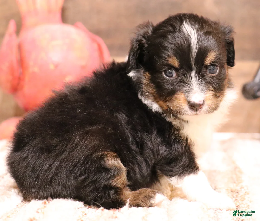Toy Australian Shepherd dogs for sale: Rodeo - Ad 1