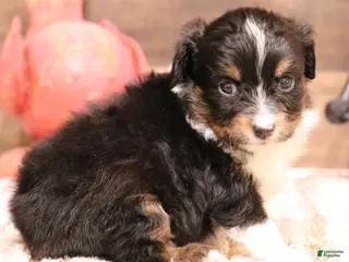 Toy Australian Shepherd dogs Rodeo - Ad 9