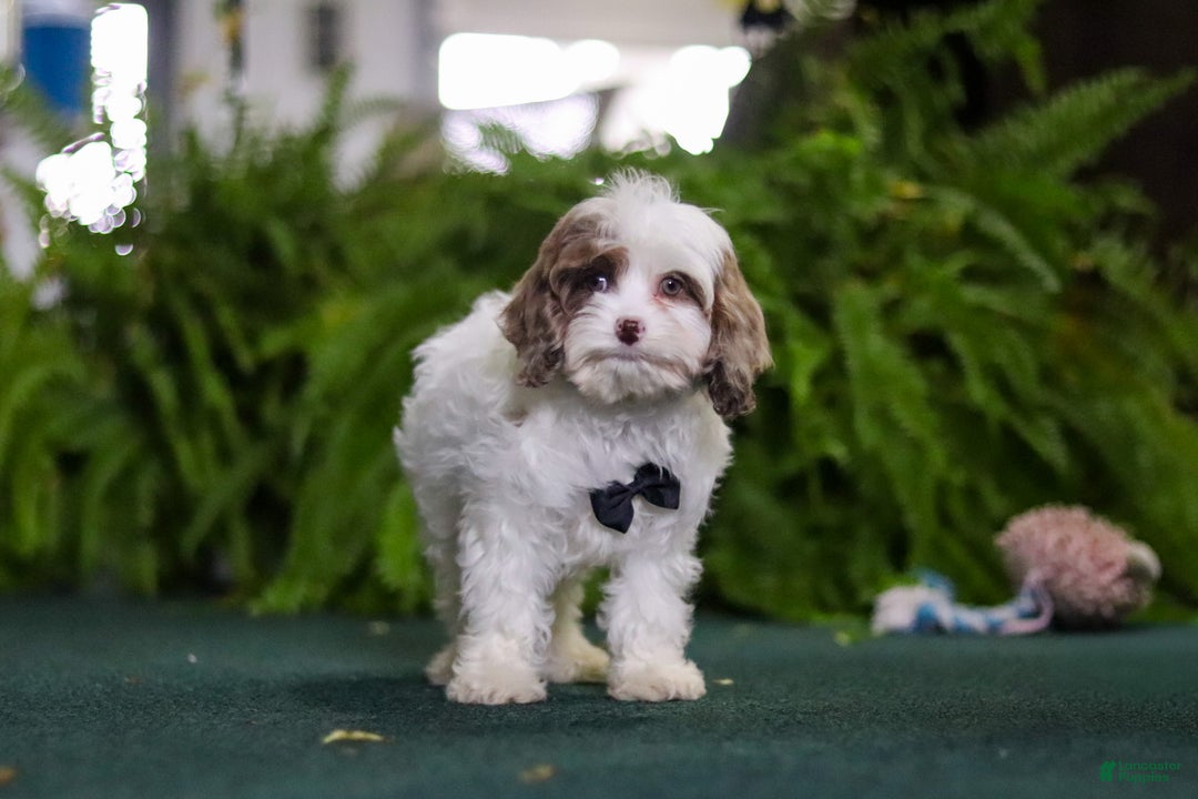 Cavapoo dogs for sale: Captain - Ad 1