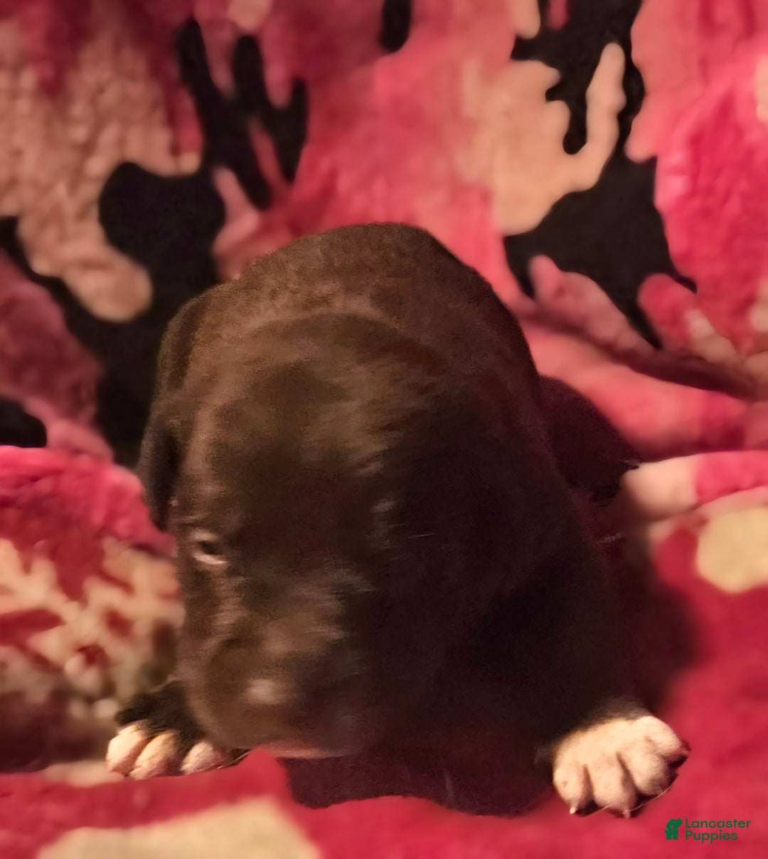 Border Collie dogs for sale: Hook - Ad 5