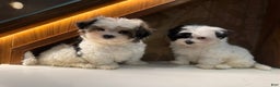 Morkie dogs for sale: Ruby - Ad 8