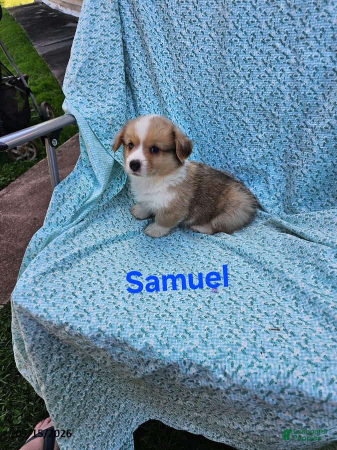 Welsh Corgi Pembroke dogs Samuel - Ad 1