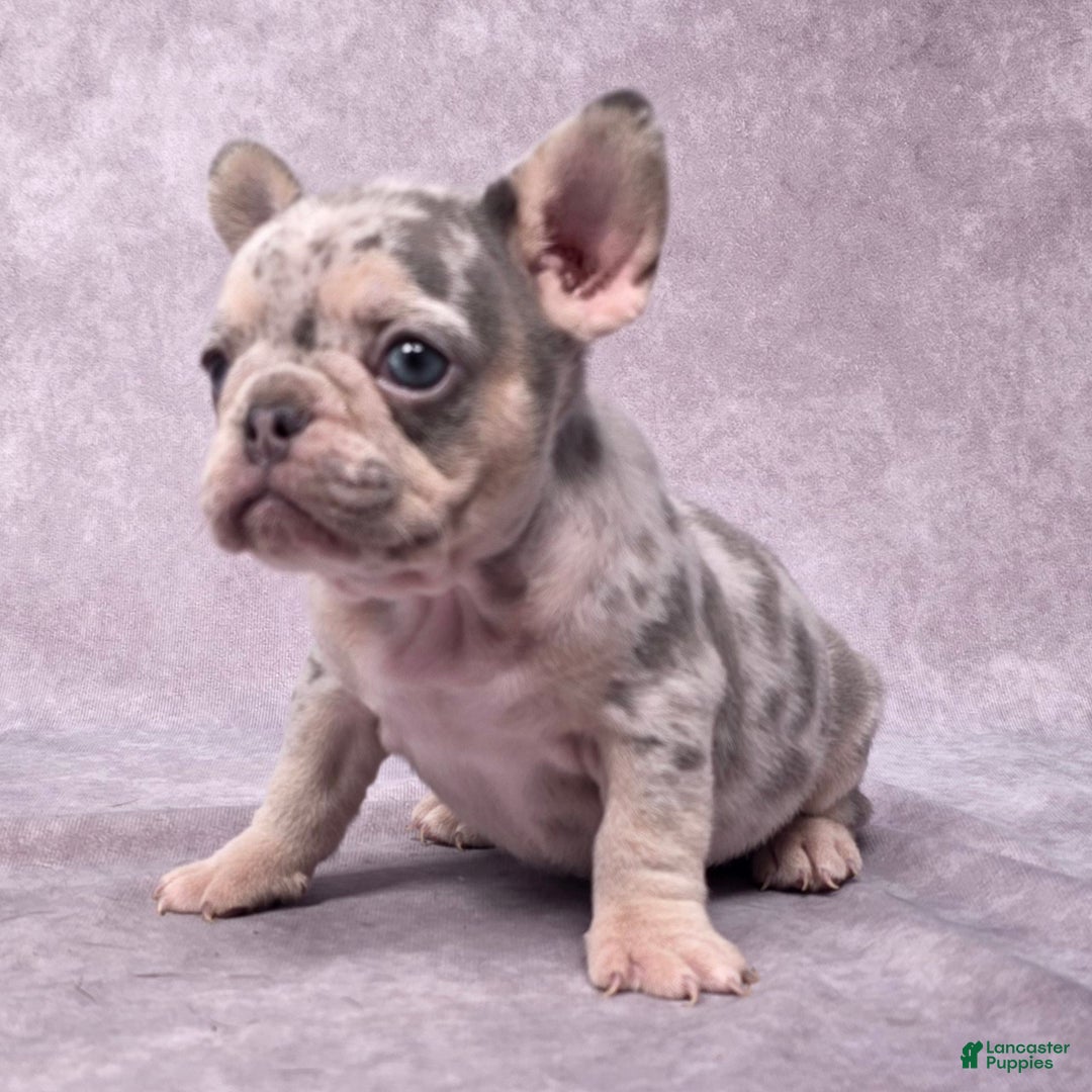 French Bulldog dogs for sale: Millie - Ad 5