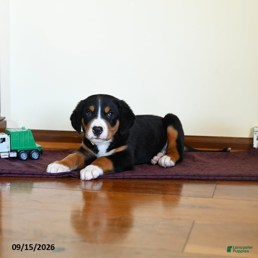 Greater Swiss Mountain Dog dogs Wrangler - Ad 2